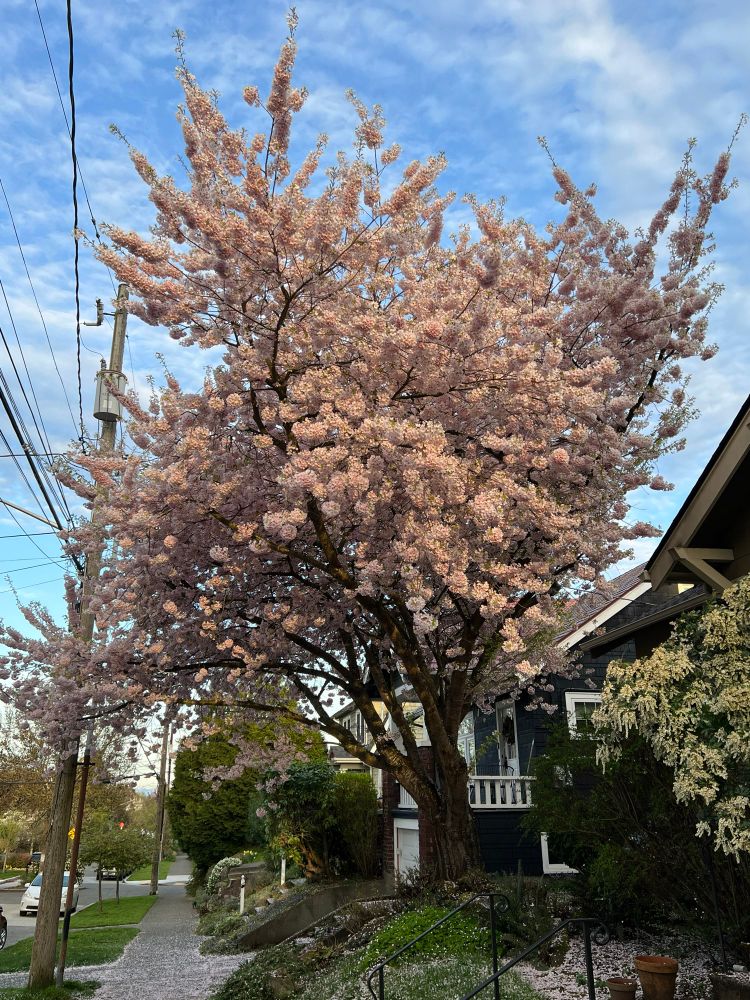 Cherry blossom tree blooming in a Seattle neighborhood. 
