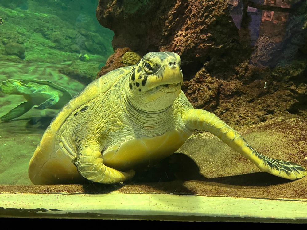A sea turtle lying in front of the glass with its front right flipper. They look like a bartender waiting to take your order.