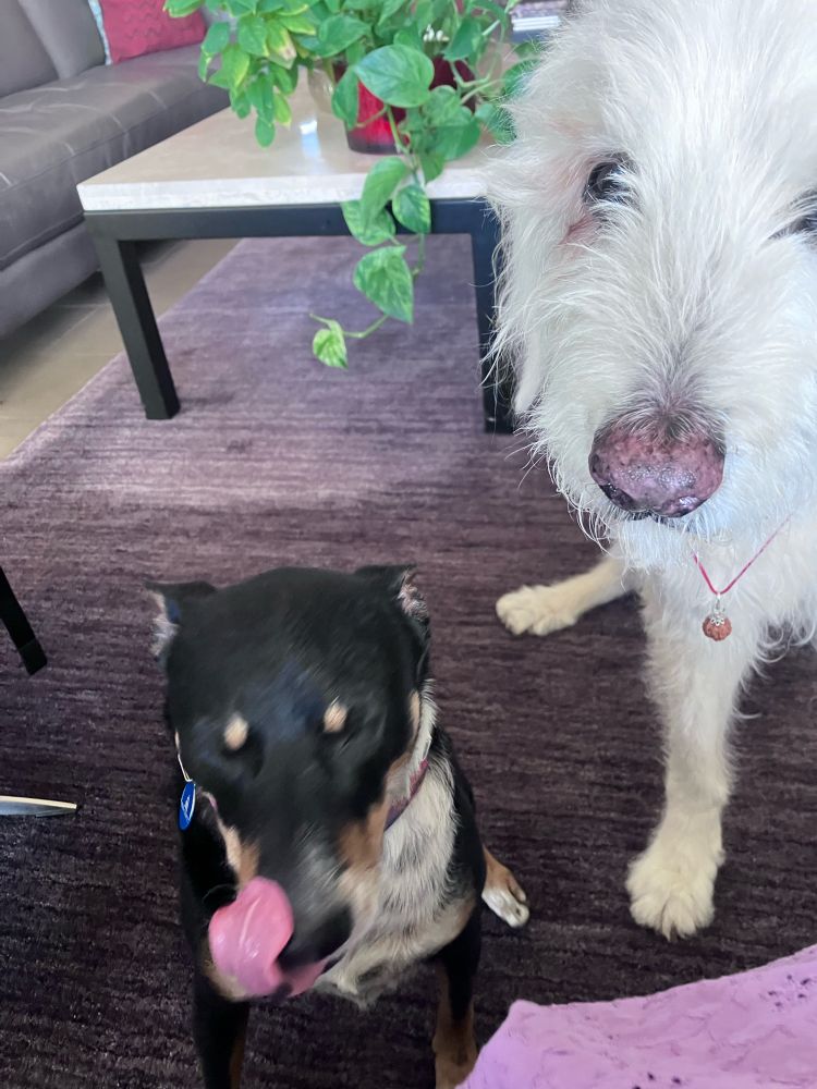 two dogs sat waiting for treats