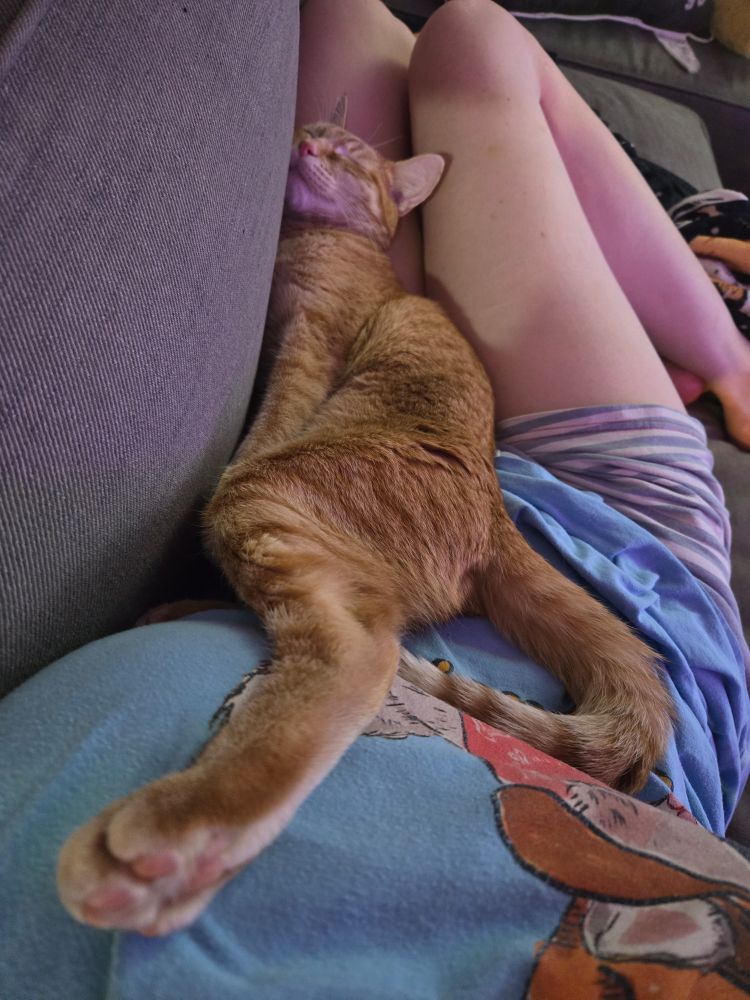 An orange tabby laying asleep at almost full length on top of a human, but at an odd body bend. 