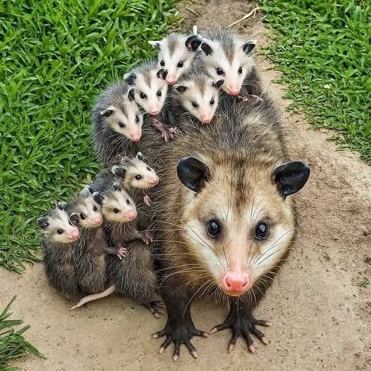 A large opossum with many small babies hanging off of it.