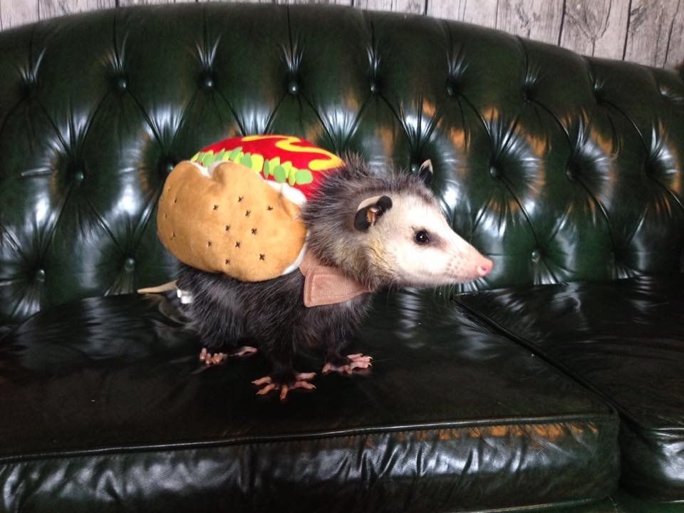 An opossum in a hotdog costume standing on a black leather couch.