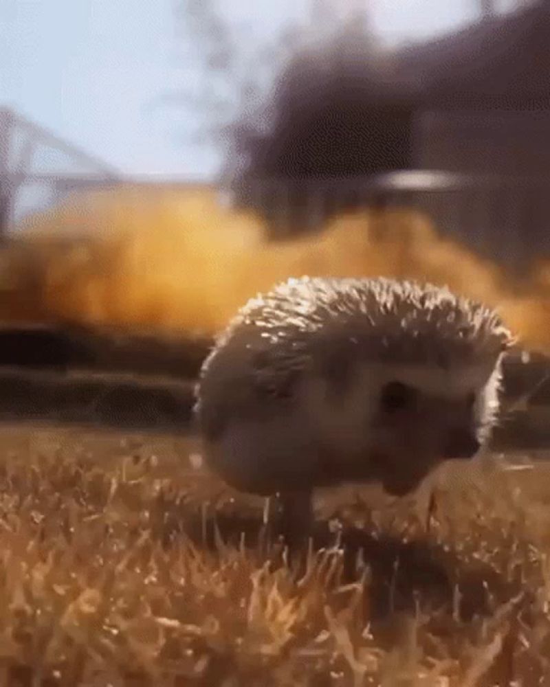 a small hedgehog is walking through a field of dry grass .