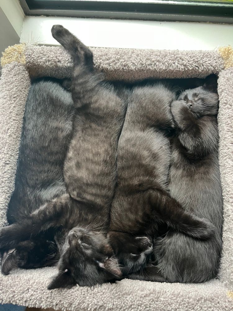 Four black kittens lay asleep, squished like adorable cannelloni into a square bed. Think you can spot Raffi? The fosters had to colour-code their collars just to tell them apart!
