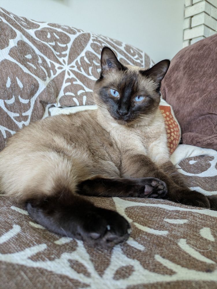 A siamese cat pauses her bath to stare down the camera