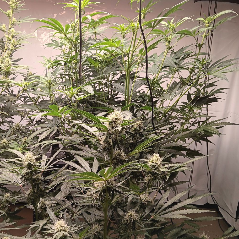 (photo of cannabis plants growing in autopots on a tan floor and the walls are white) A squat Jehovah's Witness(auto)Day 51 in the foreground has the 'hairiest head of stigmas' on the flowers, that I have ever seen. Behind her is a Gorilla Glue #4(auto)Day 44 that was as squat as the JW, then over the last week she strrrrrrrreeeeeeeached. The 'photo bomb' one branch in the upper left corner(with nice stacking of flowers) is Holy Fire(auto)Day 51.