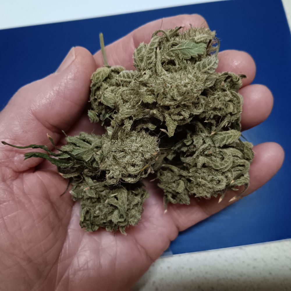 photo of a hand holding some dried and cured cannabis flowers