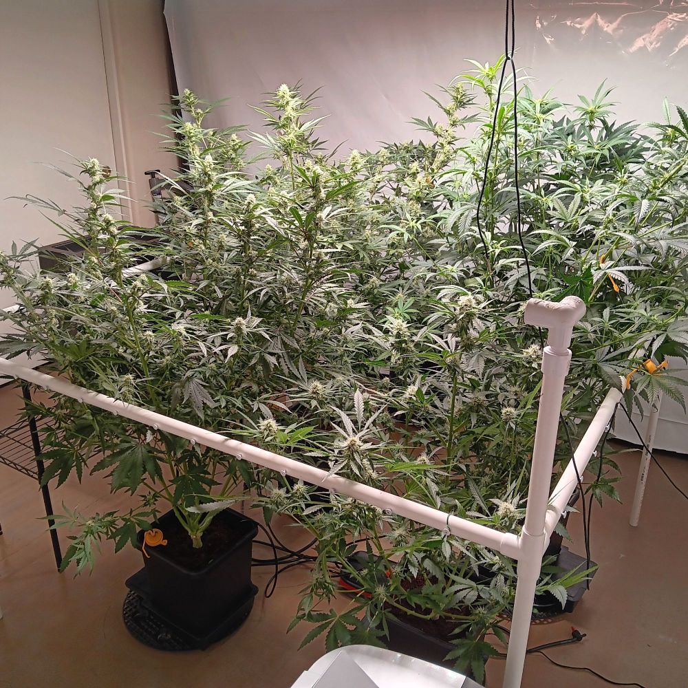 photo of an indoor grow; tan floor, white walls, white pvc pipe surrounding for cannabis plants growing in black plastic 3.9 gallon autopots, small black rack behind them holding an elevated black reservoir, a few yellow yo-yo's holding down some stretchy branches, an orange and black air pump for the 'air-domes' is in the middle of them....on the floor. They are Jehovah's Witness, Holy Fire, Citrus Bubblegum, and Gorilla Glue #4.