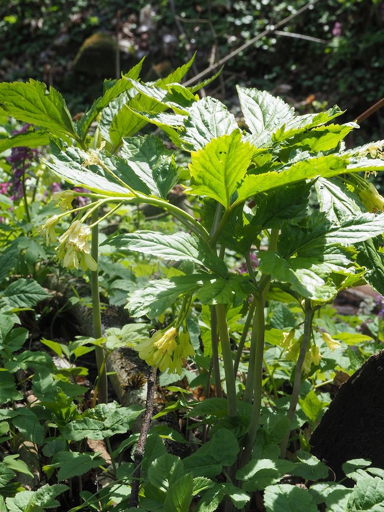 Kyčelnice devítilistá, 12. 4. 2025, Karlštejn, NPR Karlštejn