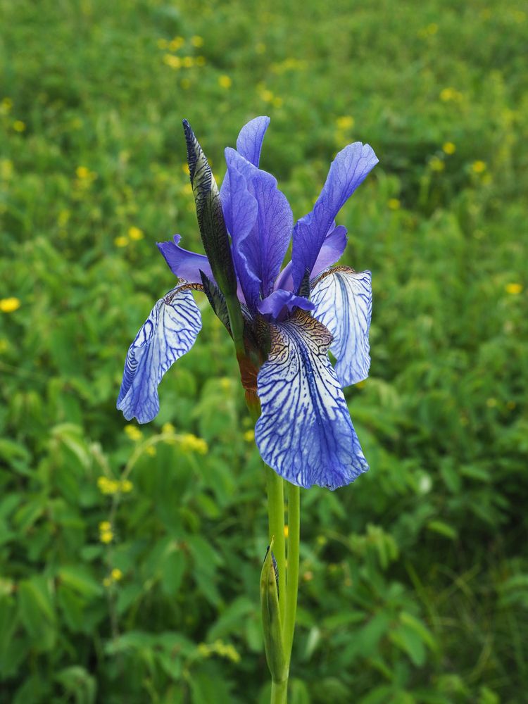 Kosatec sibiřský, červený seznam – ohrožený