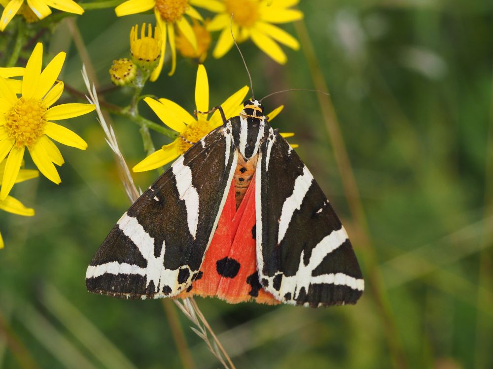 Přástevník kostivalový, druh Natura 2000