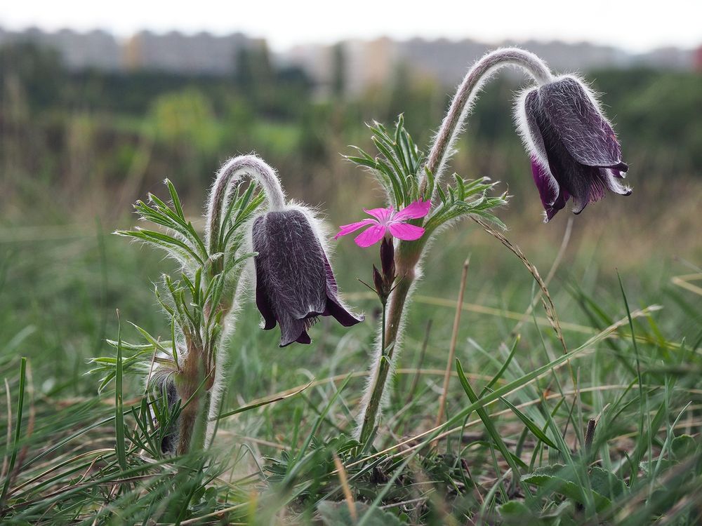 Koniklec luční český, 2. 10. 2025, Praha, Dalejské údolí