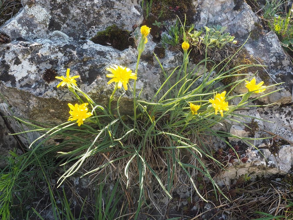 Hadí mord rakouský, 28. 4. 2025, Mikulov, PR Svatý kopeček