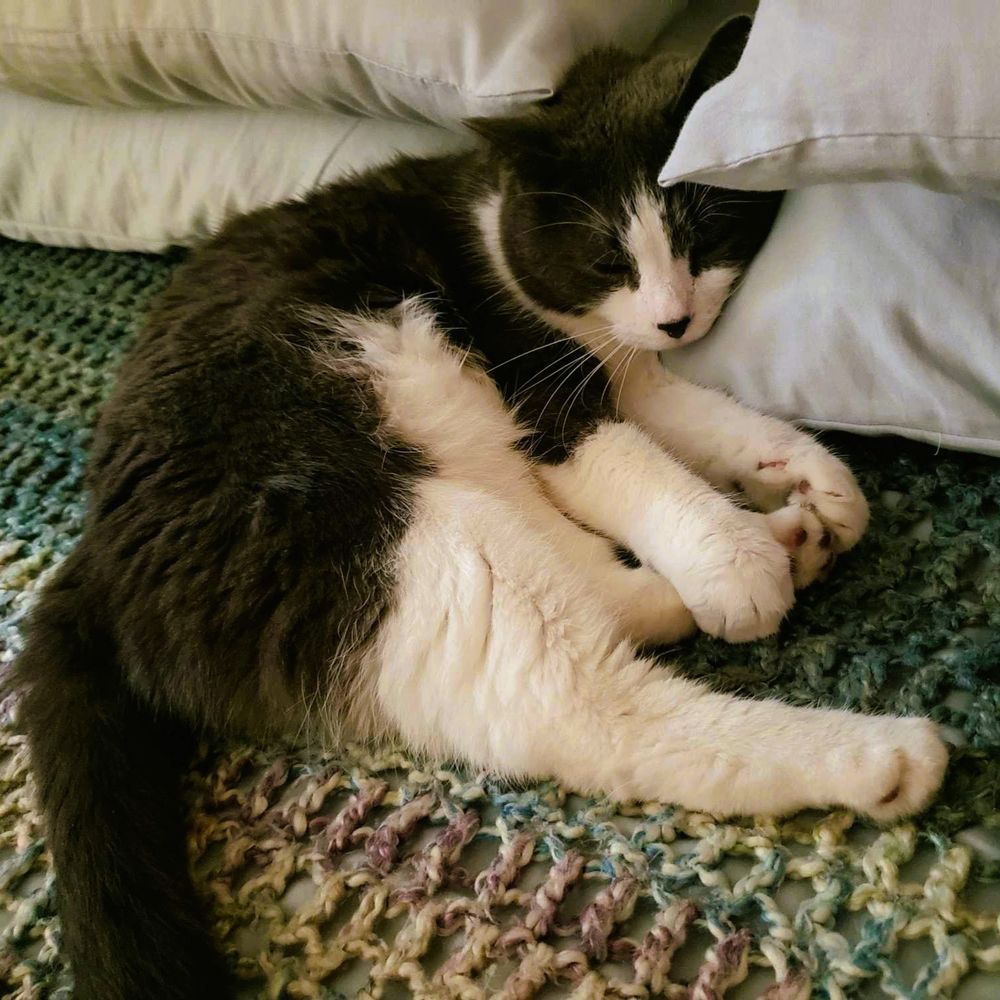 Grey and white tuxedo cat sleeping on a bed with his head tucked between two stacks of pillows. His paws are stretched out and some of his toe beans are visible.