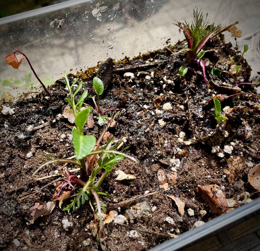 
Photo of horseradish plants starting to sprout in dirt 
