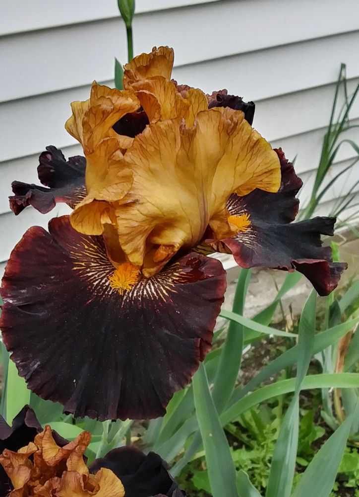 Iris "Mysticano"
