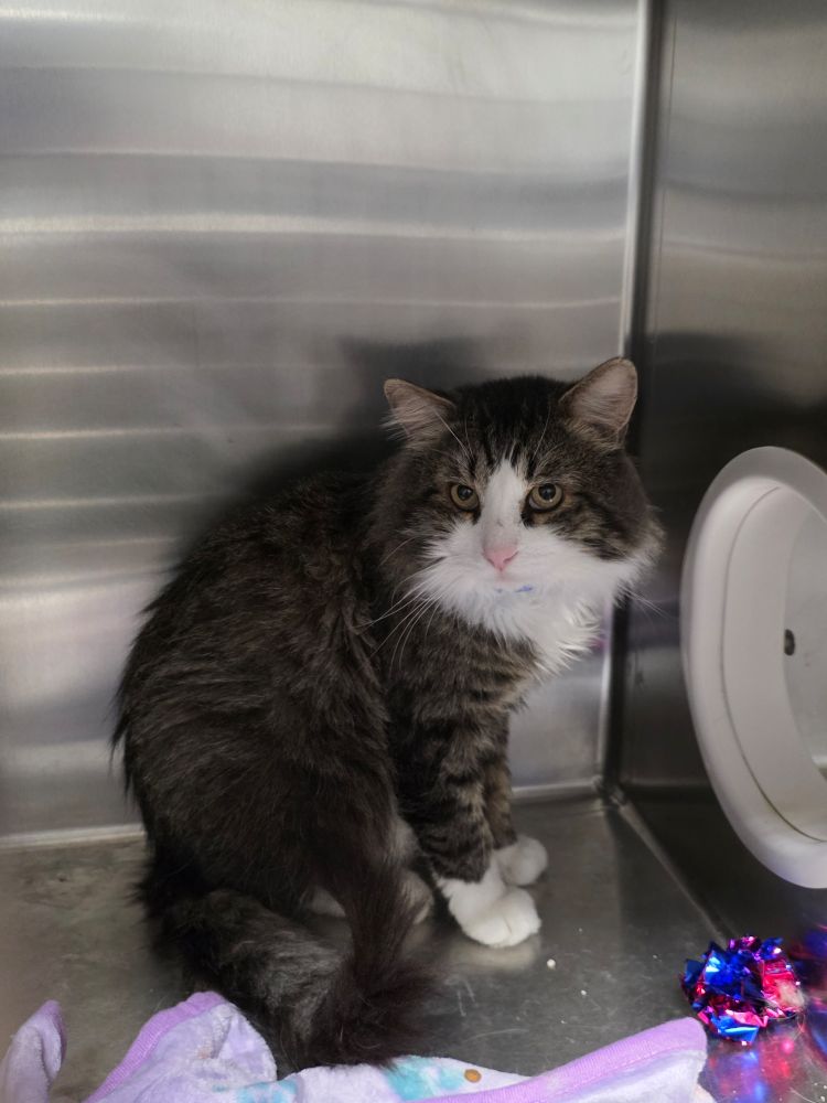 Fluffy grey and white cat with white feet and darker stripes around his legs, face, and tail.