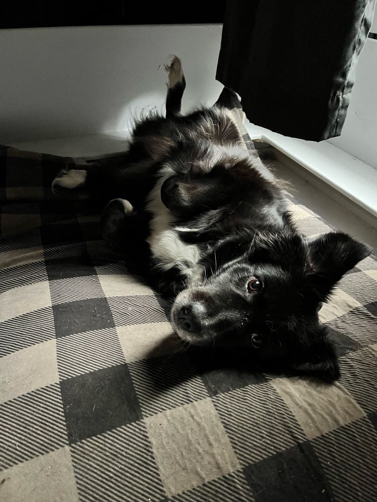 A black and while Australian shepherd lying down upside down on a checkered dog bed, with morning light pooling down from the window above. Tones of grey and black.