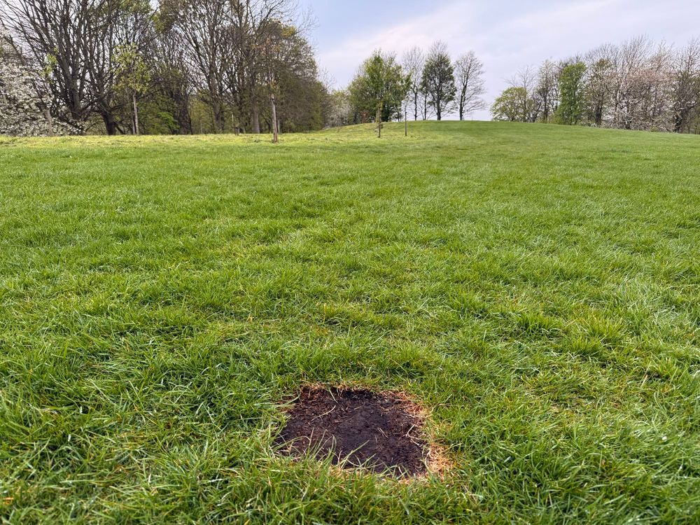 Burned grass in otherwise pristine park marking the spot some idiot used a disposable barbecue. 