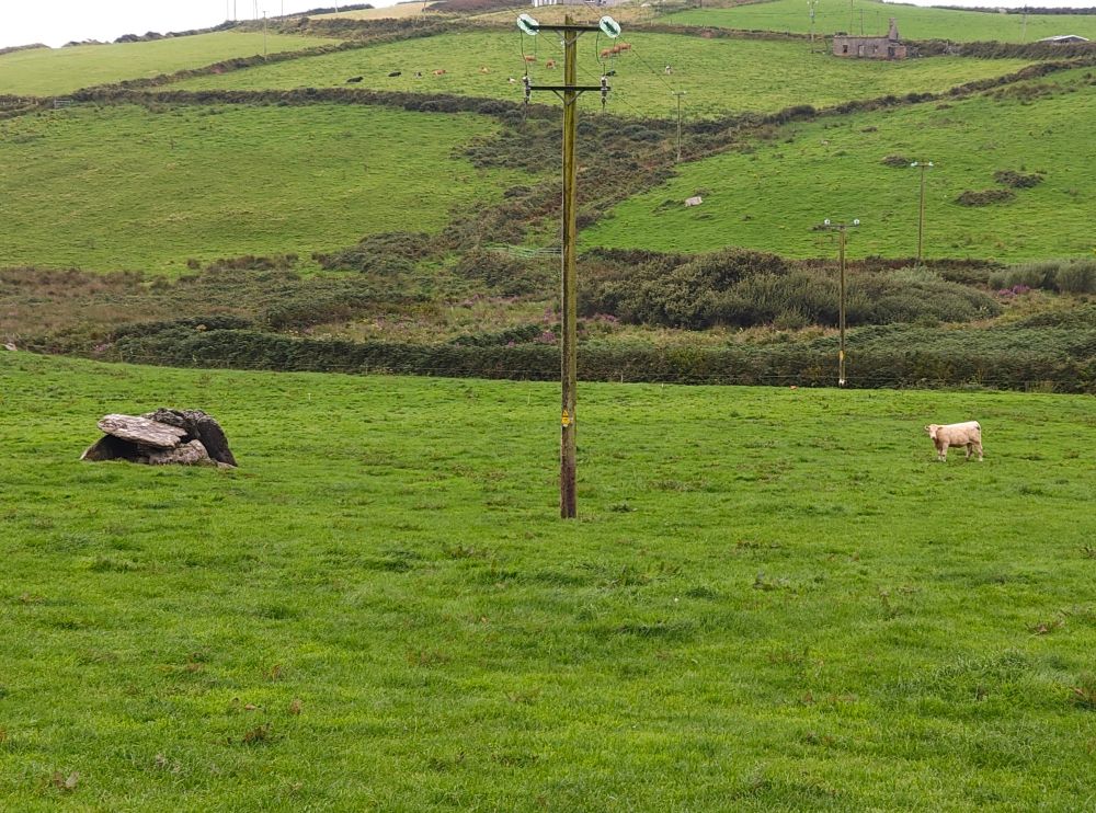 A photo of a wedge tomb in a field. On the right, a white cow is looking on angrily.