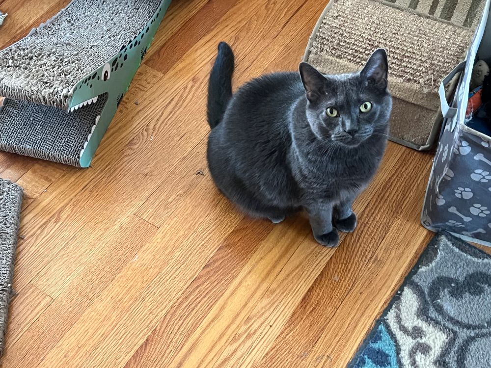Handsome gray cat desperate for treats. 