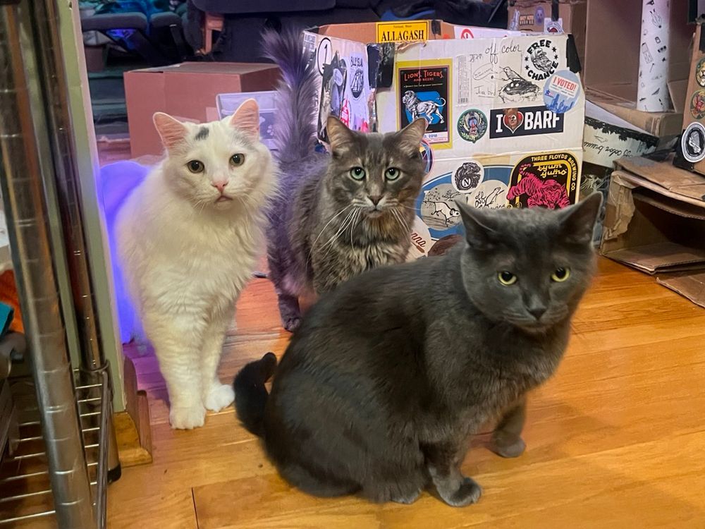 Three pissed off cats with concerned looks because this country is a fucking dumpster fire. 