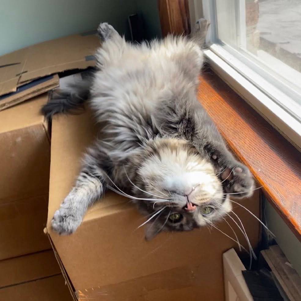Cat