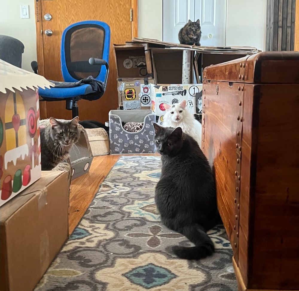 Four gangster ass cats blocking the way. 
