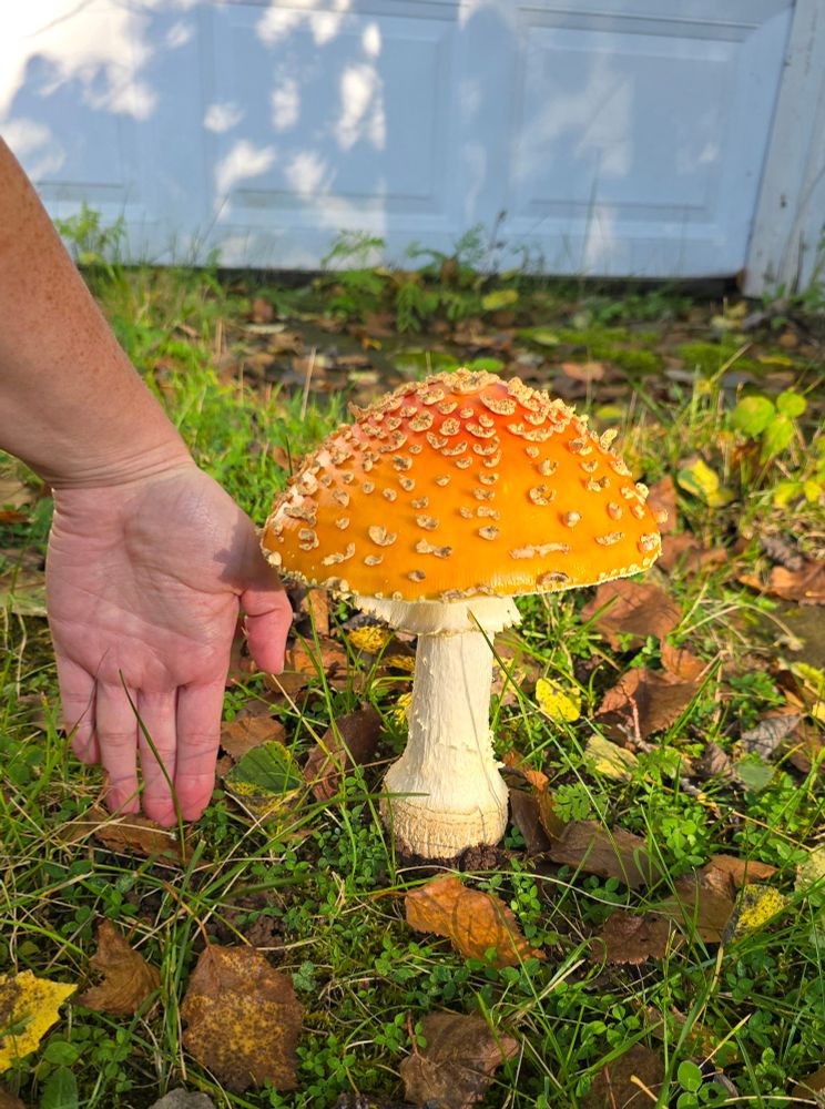 Large mushroom red to orange fade on top covered in peeling tan spots, it is taller than the length of a hand next to it for scale. 