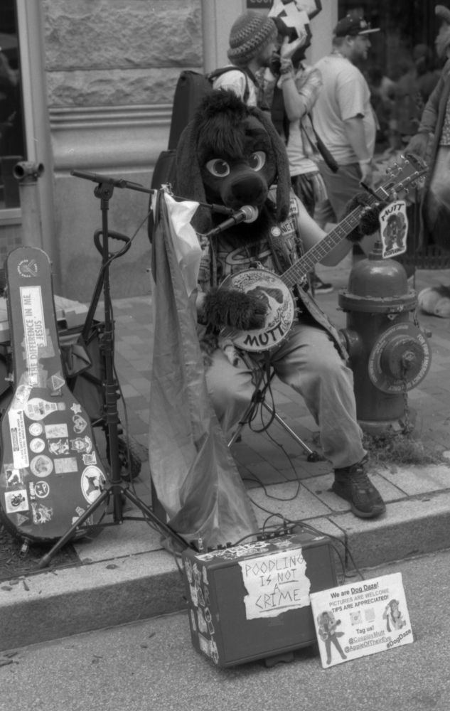 Mutt playing banjo, black and white. A little handwritten sign reads "poodling is not a crime"