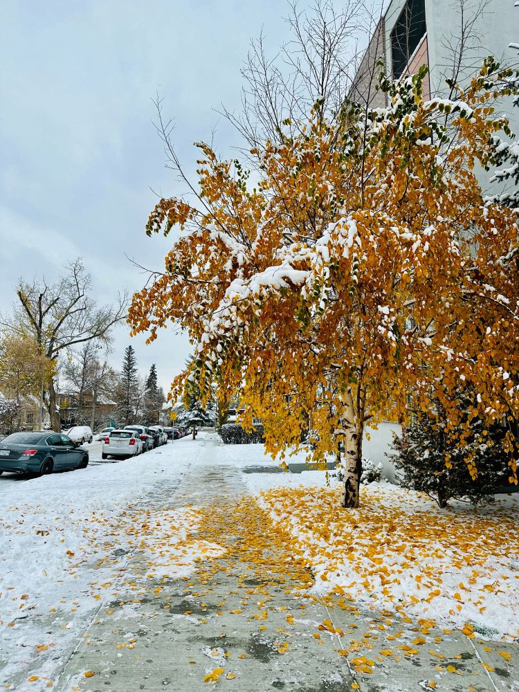 A tree dropping leaves after a snow fall. All the yellow leaves on the ground and sitting on top of the snow.