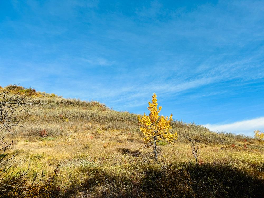 The side of a dry looking late-summer hill with the blue sky in the background. There is a lone yellow tree on the side of the hill.