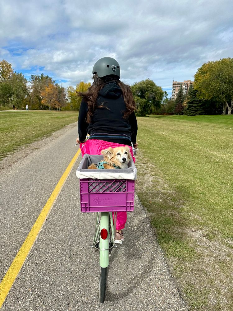 A photo of a woman riding a bicycle with a milk crate on the back rack, and a small dog is looking at the camera from within the milk crate. 