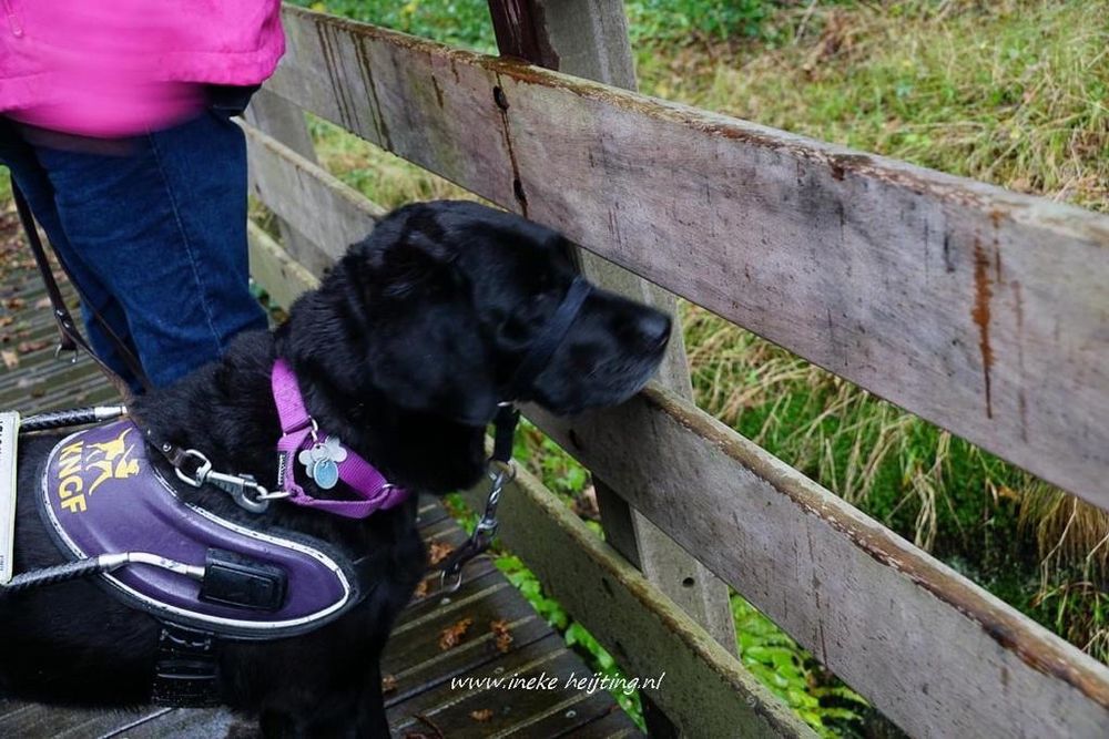 Geleidehond met tuigje en persoon. Op de foto staat een zwarte geleidehond met een paars tuigje waarop "KNGF" staat, wat verwijst naar het Koninklijk Nederlands Geleidehonden Fonds. De hond draagt ook een paarse halsband met penningen. De hond kijkt door de houten railing van een brug of hek naar buiten. Links in beeld staat een persoon in een roze jas en blauwe broek, waarvan alleen het onderlichaam zichtbaar is. De omgeving is groen en natuurlijk, met gras en struiken. Onderaan de foto staat de tekst: "www.inekeheijting.nl".