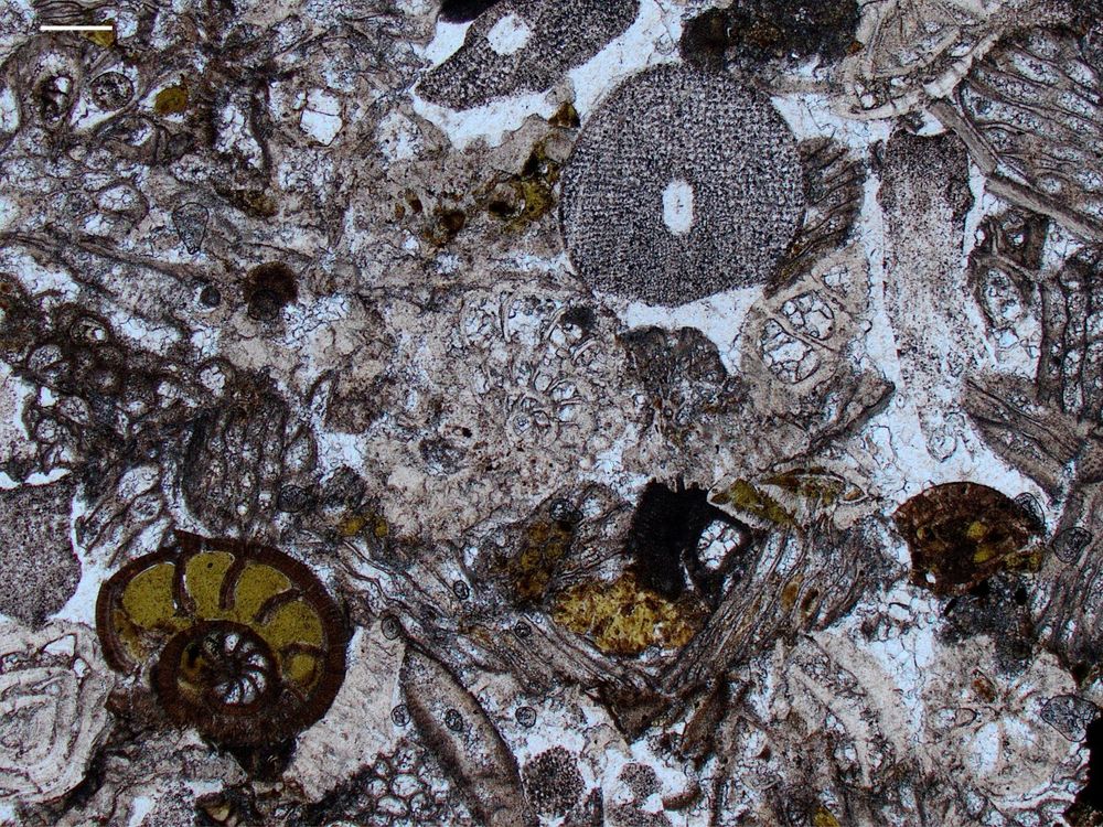 Here's a nice Oligocene temperate water limestone photomicrograph from NZ, in PPL, with a glauconite-filled benthic foram, lots of bryozoa, some barnacle plates, echinoderm spines & plates, & the odd bivalve or gastropod fragment, all set in drusy calcite cement. Bar scale is 200 microns.