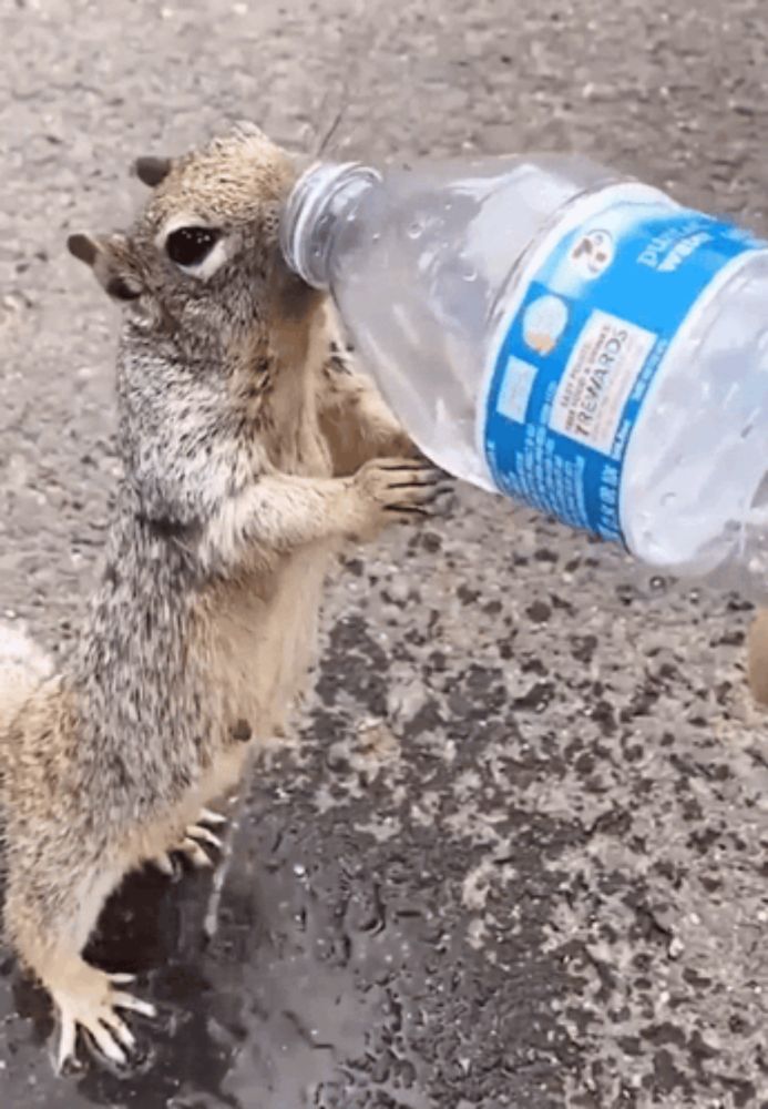 a squirrel is drinking from a bottle that says sierra mist