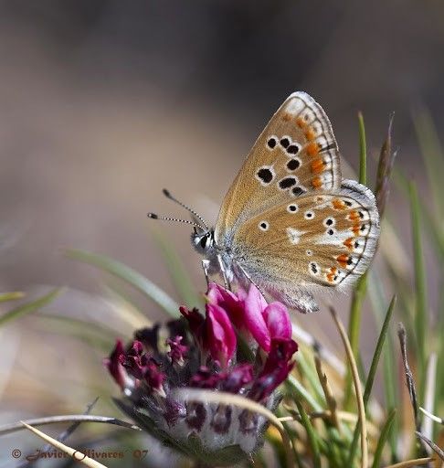 Polyommatus golgus (Miguel Munguira)