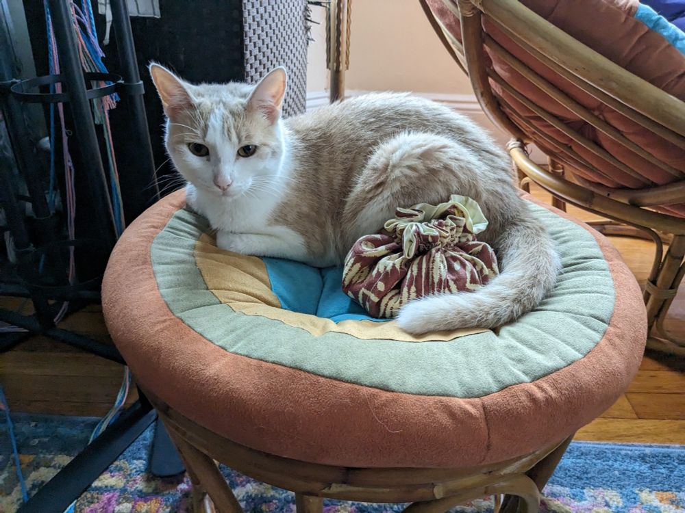white and orange cat curled around a dice bag