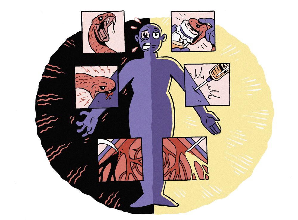 A man is bitten by a snake on the left. On the right, we see how snake venom is extracted to create anti-venom. Illustration by Jordan Collver