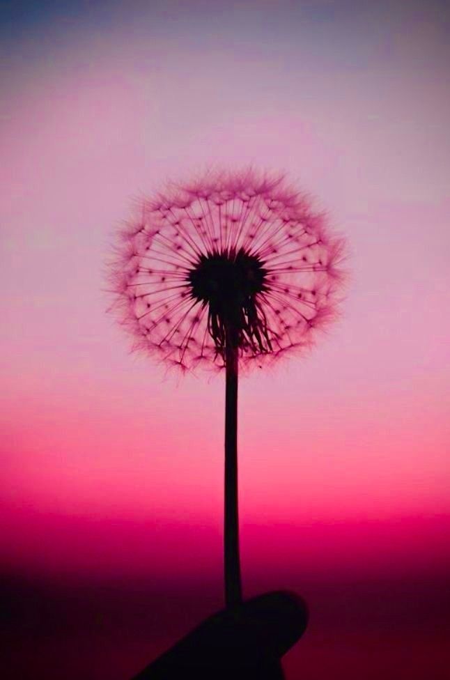 Eine Pusteblume vor rötlich gefärbtem Himmel