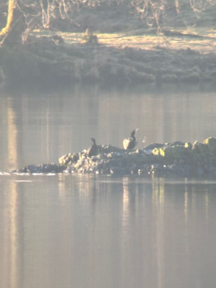 Shag & Cormorant at Borrans Park 30/01