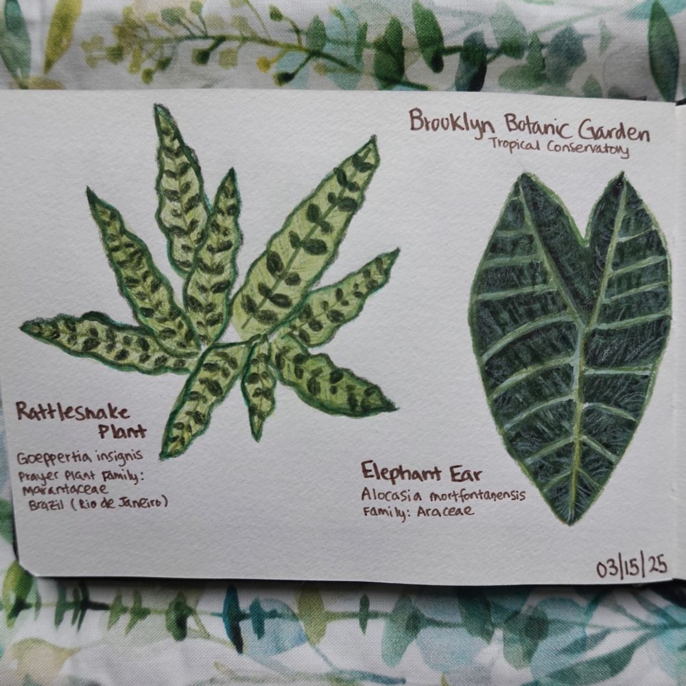 two watercolor and colored pencil botanical sketches: the first depicting a rattlesnake plant, whose long wavy leaves are patterned with smaller, rounded leaf-like designs in a darker green, the second showing a single large elephant ear leaf, dark green with lighter green lines dividing it into segments and fine pale lines adding texture. the scientific names of the the plants are written on the page.