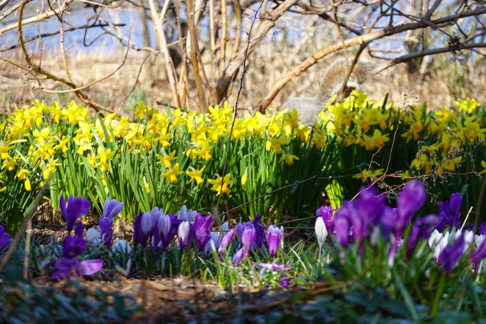 a photo taken from close to ground level, with dozens of bright purple crocuses in the foreground, at least a hundred yellow daffodils in the midground, and a squirrel's tail camouflaged in brown bramble in the background