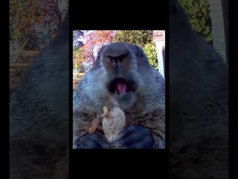 Chunk is a Nut!