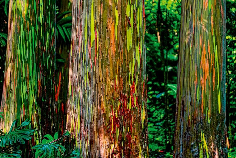 Pictures of rainbow eucalyptus trunks, which have bright neon colours naturally occurring on their bark. 