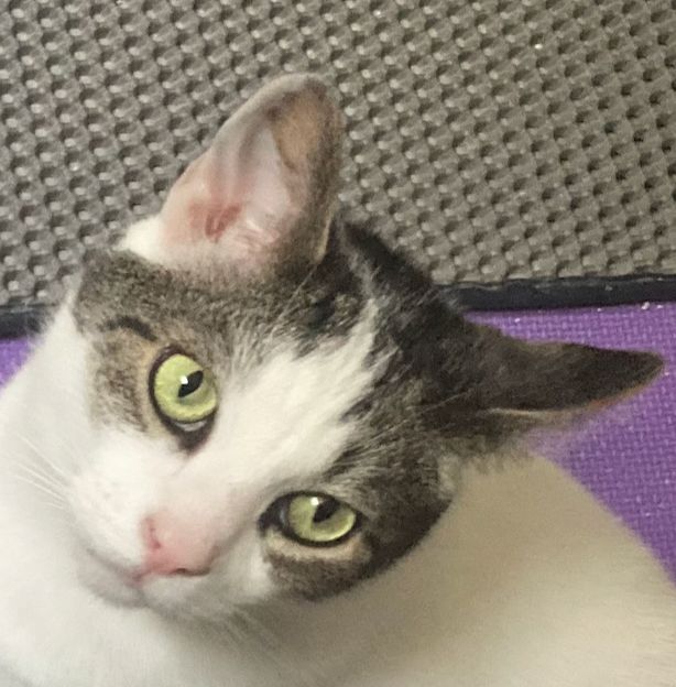 head and face of a large white cat with big green eyes and black over the of his head and ears, staring blankly