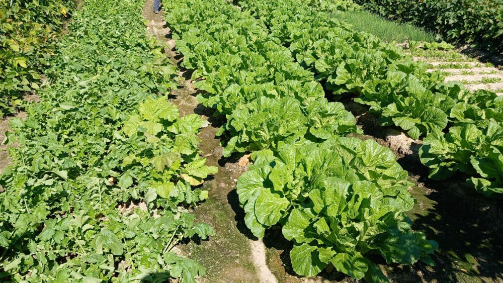 왼쪽부터 무 배추 배추 쪽파,시금치가 심겨진 밭 사진