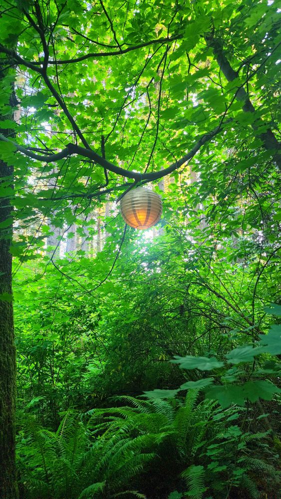 A gold paper lantern with the sunset behind it hangs from a tree branch surrounded by lush green vegetation.