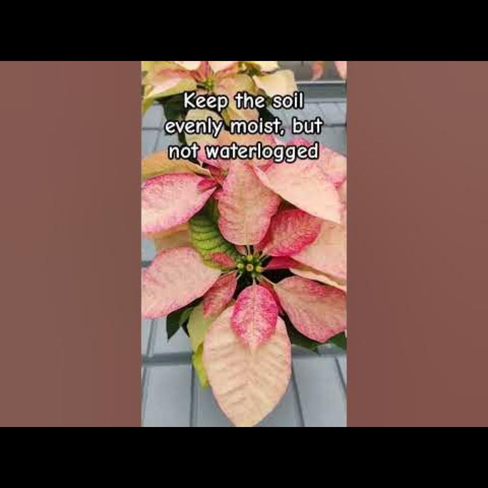 Thriving Poinsettias: 3 Tips for Successful Care