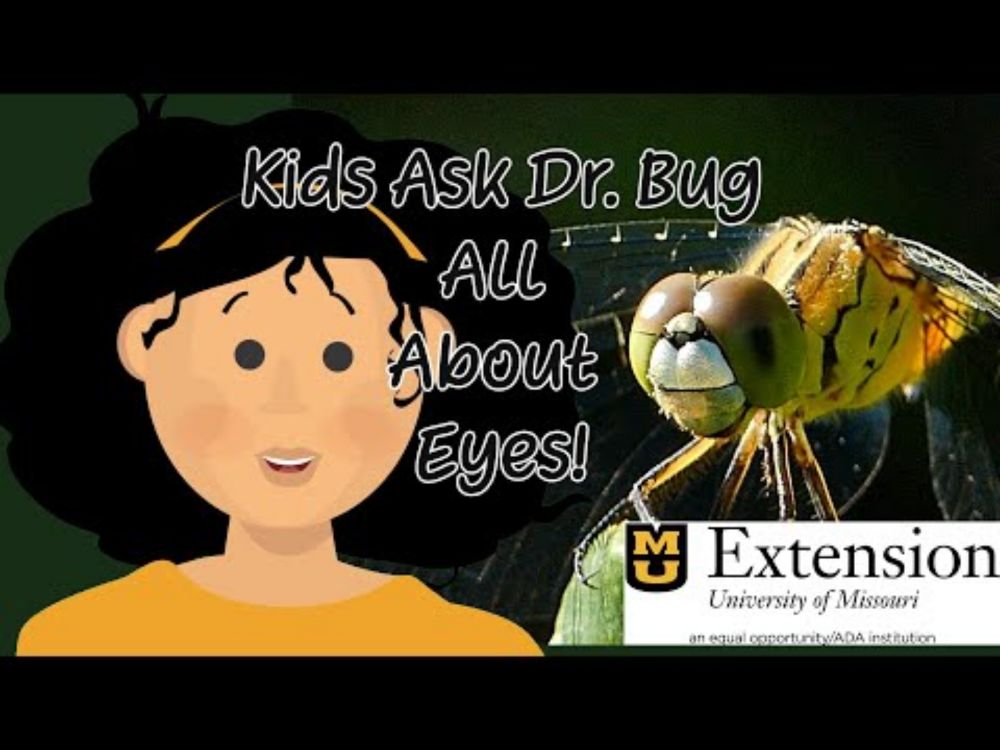 Bug Eyeballs:  See How Bugs View the World!